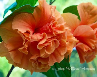 Tropical Hibiscus art photo, coral orange flowers, summer garden art, tropical decor, coral and green