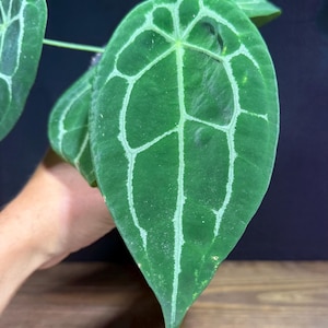 Anthurium Forgetii ‘White Stripe’ | Rare Velvet Aroid in 4” Pot | Bold Silver Veins