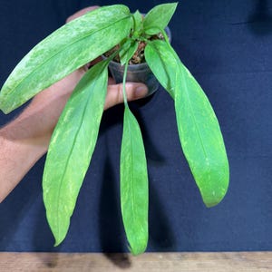 Variegated Anthurium Vittarifolium (#1) - 3&quot; pot– Rare Collector Plant | Shingling Strap Leaf | Live Tropical Houseplant