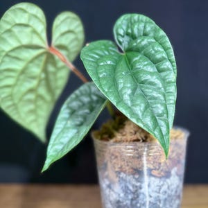 Anthurium Luxurians | Rare Velvet Aroid in 4” Pot | Thick Textured Foliage | 2 Available