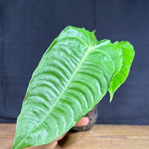 King Anthurium Veitchii: Rare Tropical Plant in 4&quot; Pot