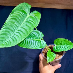 King Anthurium Veitchii: Rare Tropical Plant in 4&quot; Pot