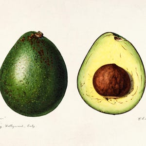Vintage Avocado Print