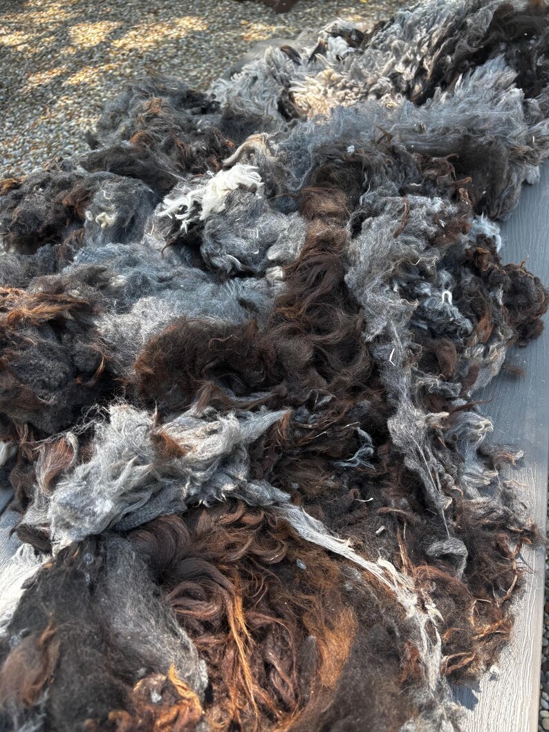 Wool Unprocessed Alpaca Fleece Fiber Raw First & Second Cutting - Etsy