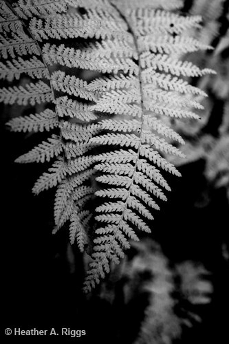 Ferns Black And White Nature Simple Leaf Plant Black White Simple Photograph