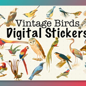 Adesivi digitali uccelli vintage per GoodNotes