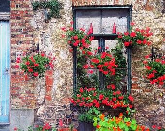 Planted in Red // Photographie de voyage 5 x 5 // Impression Belgique