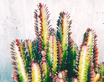 Candied Cacti  // 5x7 Nature Photography // Plant Print