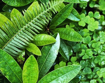 The Forest Floor  // 5x5 Nature Photography // Plant Print