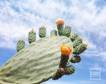 Cacti Cute // 5x7 Travel Photography // Plant Print