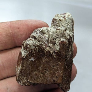 Amphibole Quartz Crystal