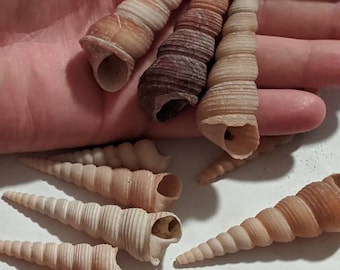 Large Turitella Terebra (Gastropod) Shells