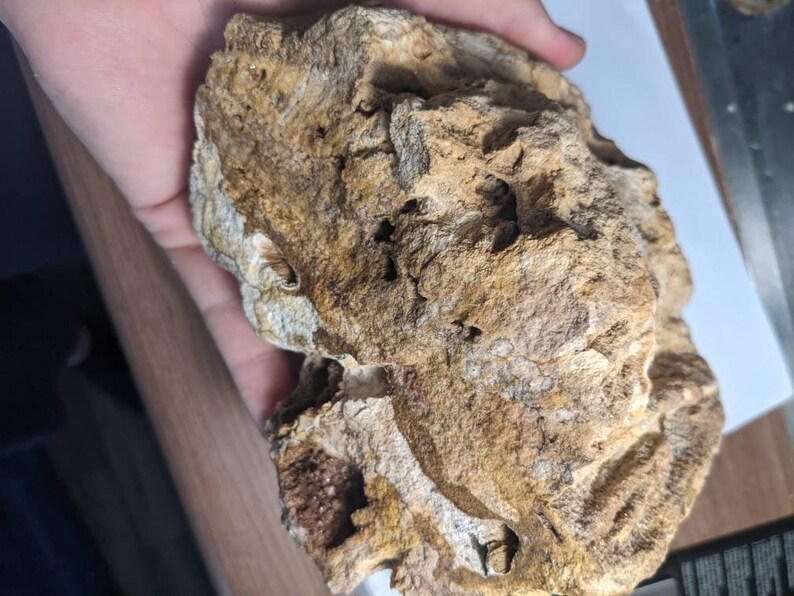 Huge 5.5lb Brilliant Wood petrified From Alabama Etsy