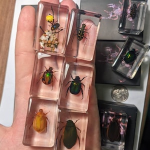 Beetle Collection - Modern Day Fossils