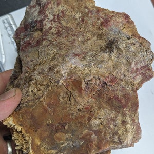 Large 2.5lb Red Coral Rough Specimen, Dothan Alabama