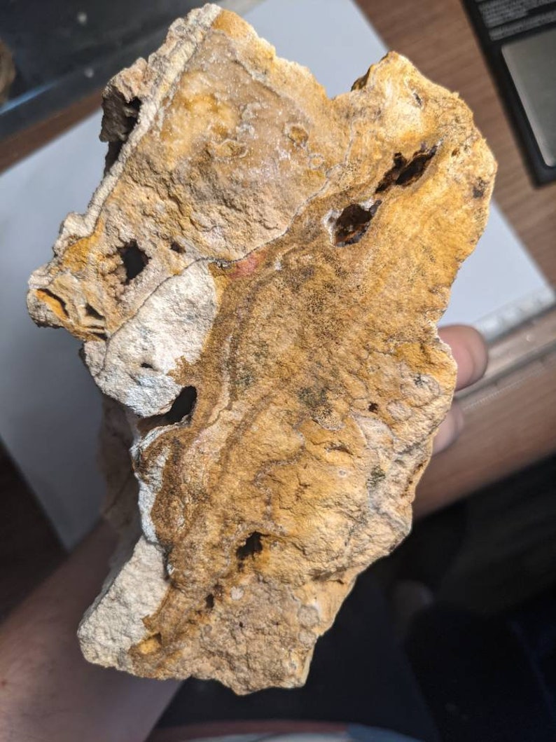 Huge 5.5lb Brilliant Wood petrified From Alabama Etsy