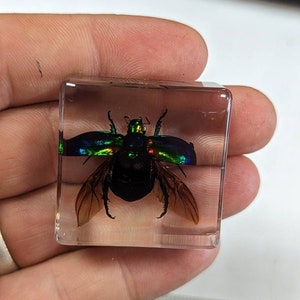 Può includere: Un coleottero verde e iridescente con ali marroni è conservato in un cubo di resina trasparente.