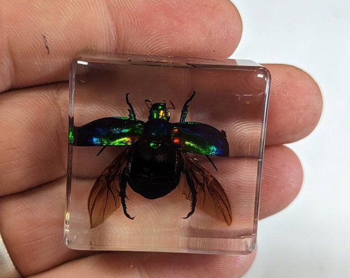 Rainbow Scarab Beetle Modern Day Fossils Preserved in Lucite Resin Etsy