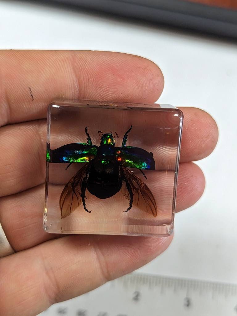 Golden tortoise beetle - Etsy 日本