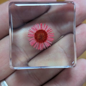 Flor de Crisântemo Vermelho - Presente Educacional Legal para todos - Forever Plant - Flor Preservada em Resina