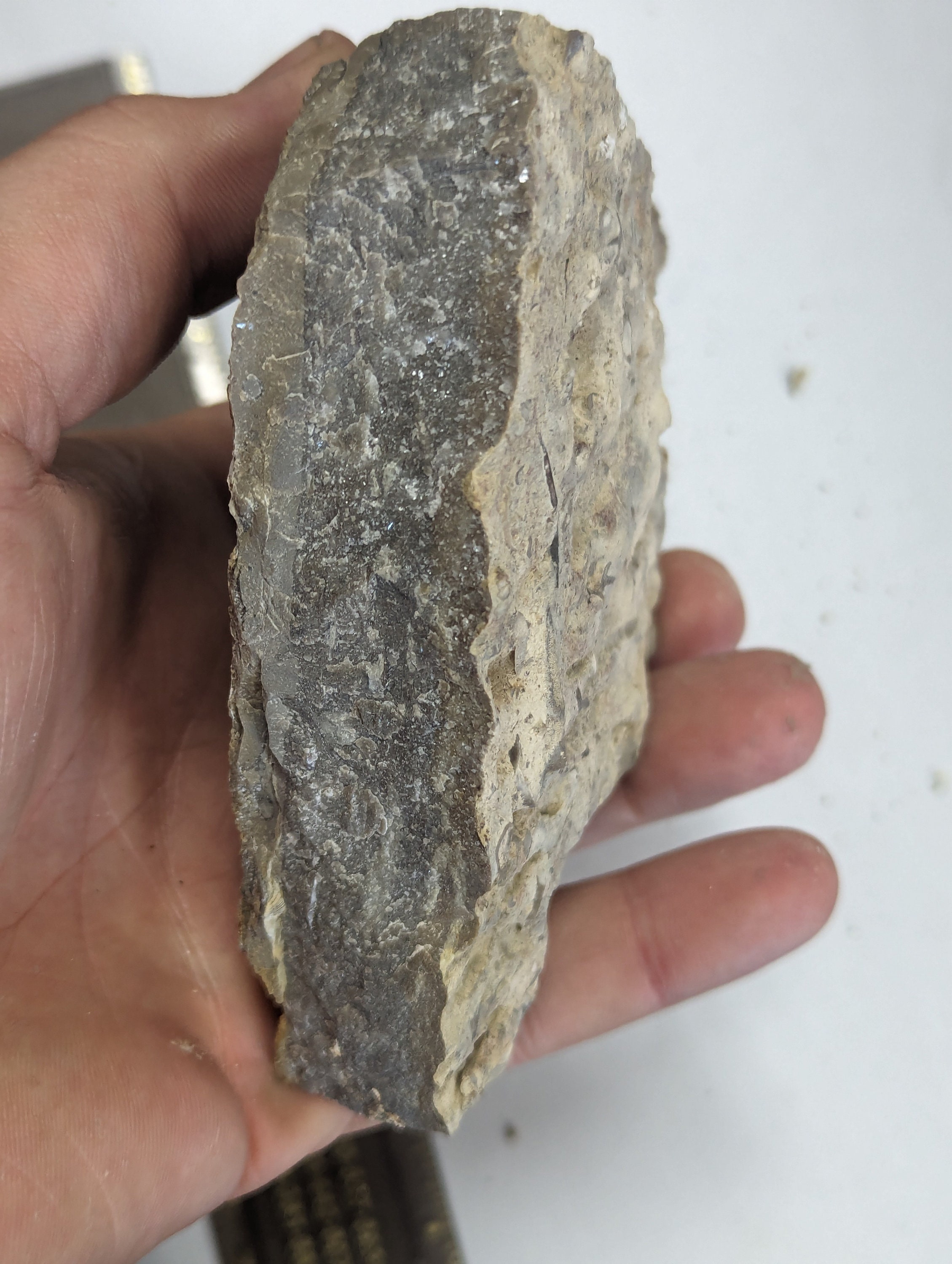 Large 1.3lb Fossil Shells, Coquina, in Limestone Matrix From Alabama - Etsy