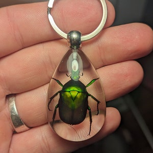 Green Chafer Beetle, Keychain or Pendant - Educational Collectible, Real Creatures in Resin, Modern Day Fossil