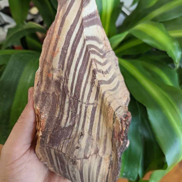 Huge 6.6lb Display Zebra Jasper Rough