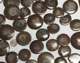 Smaller Round Polished Ammonite Fossils
