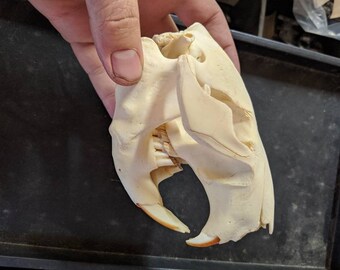 Beaver Skull