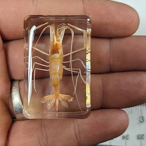 Garnelen - Moderne Fossilien - Echte Käfer, erhalten in Lucite Harz