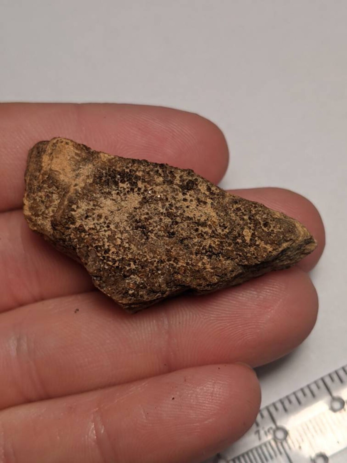 Brilliant Wood petrified From Alabama Etsy