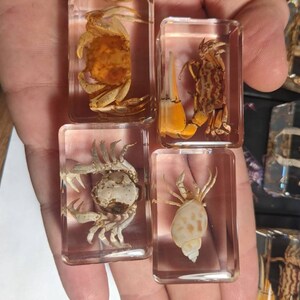 Crab Collection - Modern Day Fossils