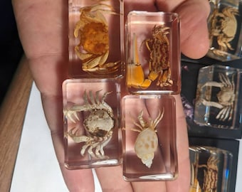 Crab Collection - Modern Day Fossils