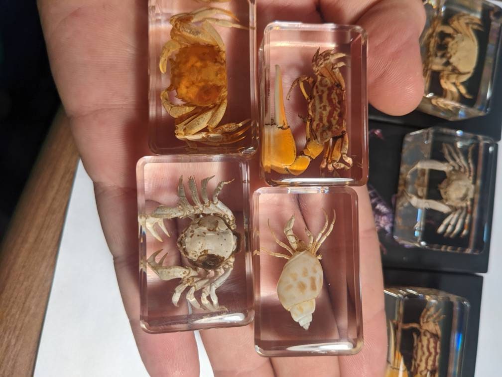 化石　かに　 地野 カニのコレクション - 現代の化石 - Etsy 日本