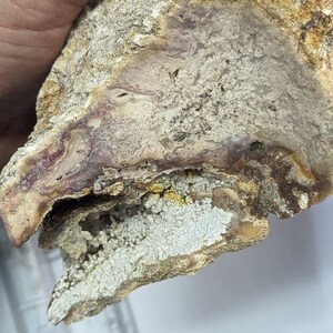 Epic Bubbly Funky Formation, Large Coral Specimen, Dothan Alabama