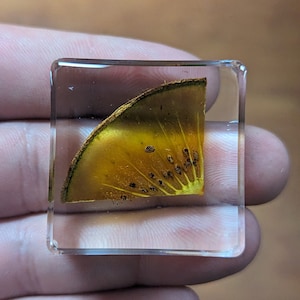 Kiwi Fruit - Cool Educational Gift for all - Modern Day Fossils - Fruit Preserved in Resin