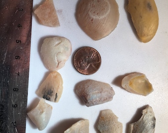 Opalized Shells from Australia