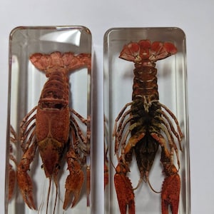Modern Day Fossils - Large Crawfish