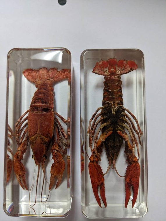 現代の化石 - 大型ザリガニ - Etsy 日本