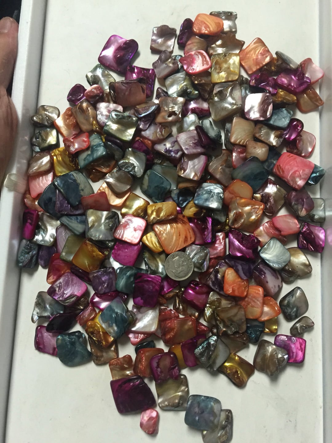 Coin Shells Designs 1lb Wholesale Dyed Blister Coin Shells - Etsy