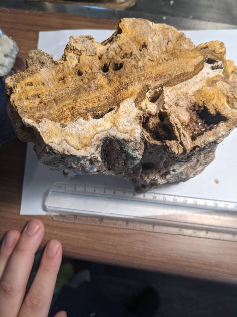 Huge 5.5lb Brilliant Wood petrified From Alabama Etsy