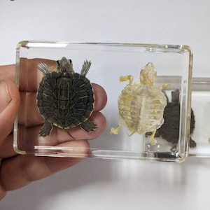 Modern Day Fossils - Turtle w Turtle Skeleton