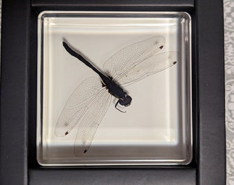 0.7 インチ トンボ幼虫化石 Libellula Doris プレート 上部中新世