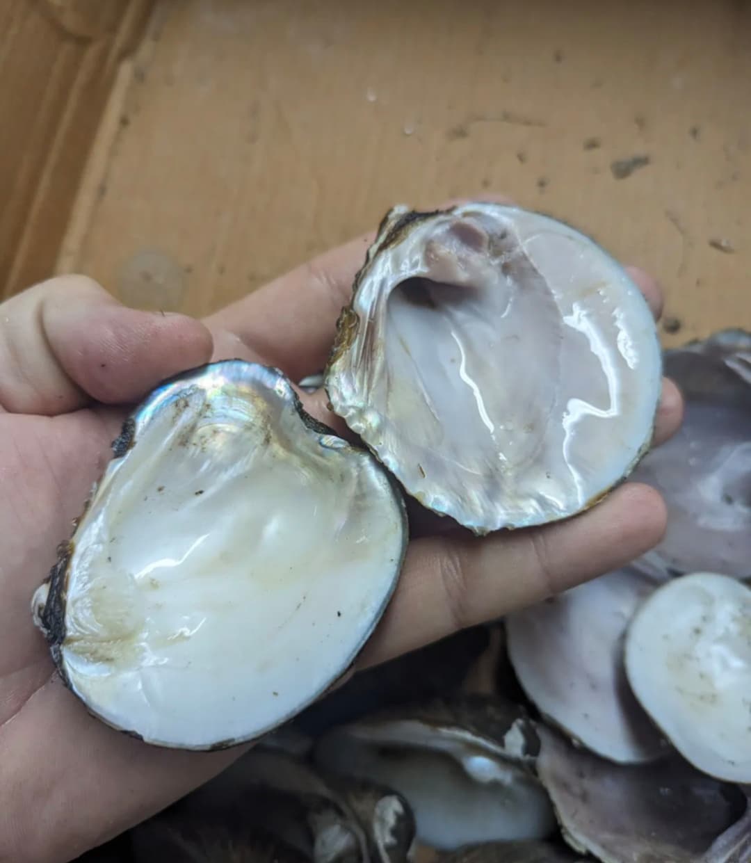 Bulk 30pcs Tennessee River Blister Pearl Shell, Rainbow Abalone Shells ...