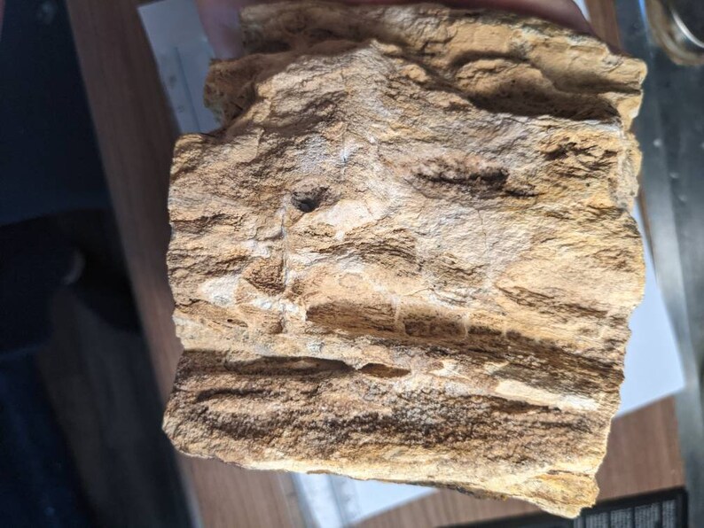 Huge 5.5lb Brilliant Wood petrified From Alabama Etsy