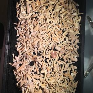 May include: A collection of fossilized shark teeth in various sizes and shapes, displayed in a black tray. The teeth range in color from off-white to tan, with a copper-colored coin for scale. The teeth are densely packed, creating a textured surface.