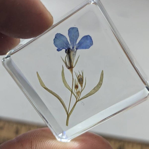 Lobelia Flower  - Cool Educational Gift for all - Forever Plant - Flower Preserved in Resin