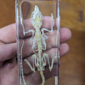 Mouse Skeleton - Modern Day Fossil