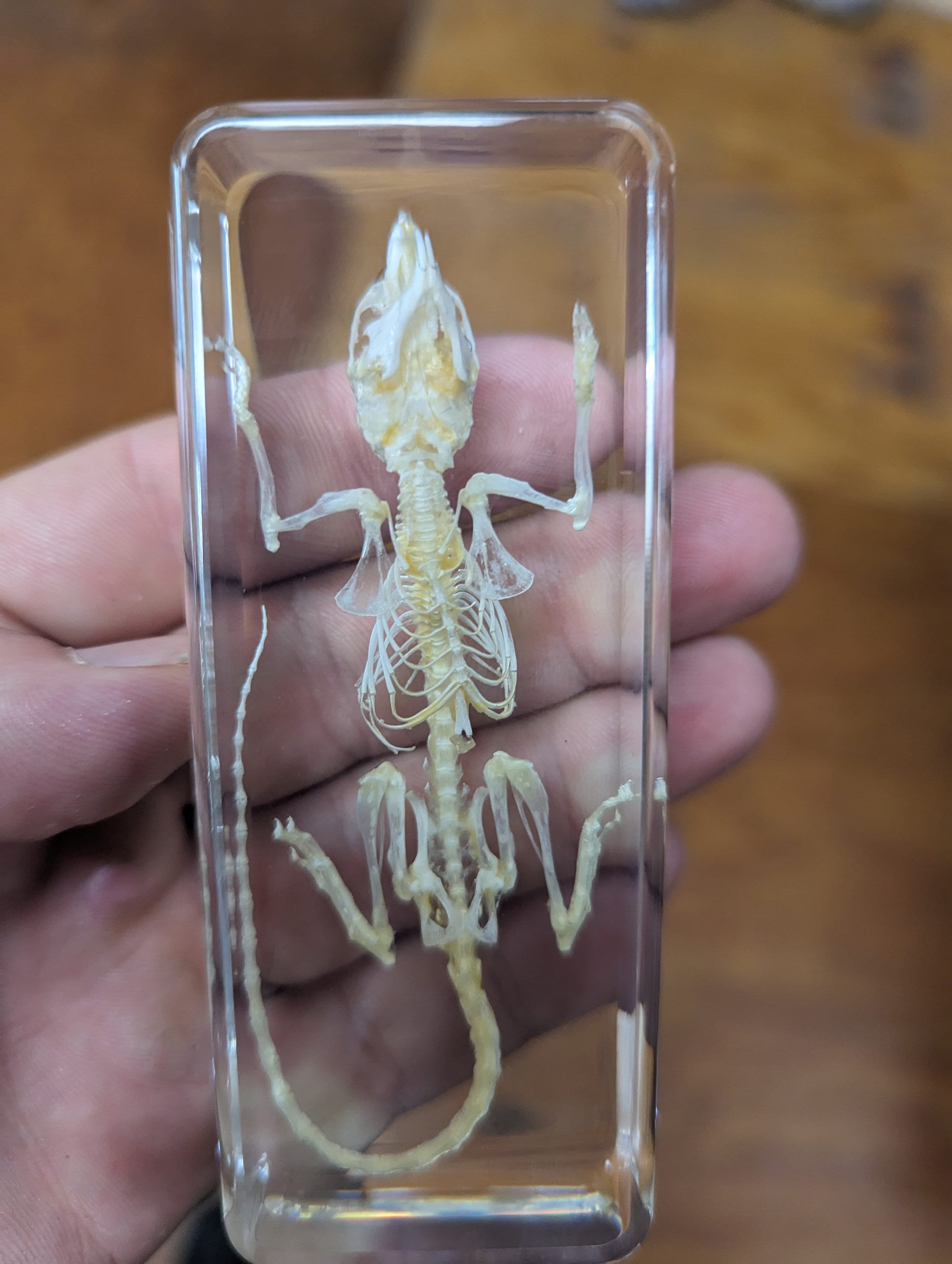 Scheletro Di Topo In Resina Trasparente – Campione Naturale Per Insegnamento Di Anatomia E Decorazione Da Studio