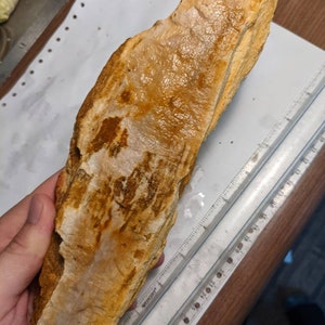 2.9lb Large Petrified Wood l from Alabama, Red